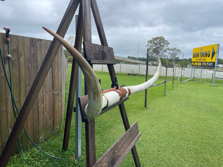 Mounted Cow Horns 45 (delivery extra on request)