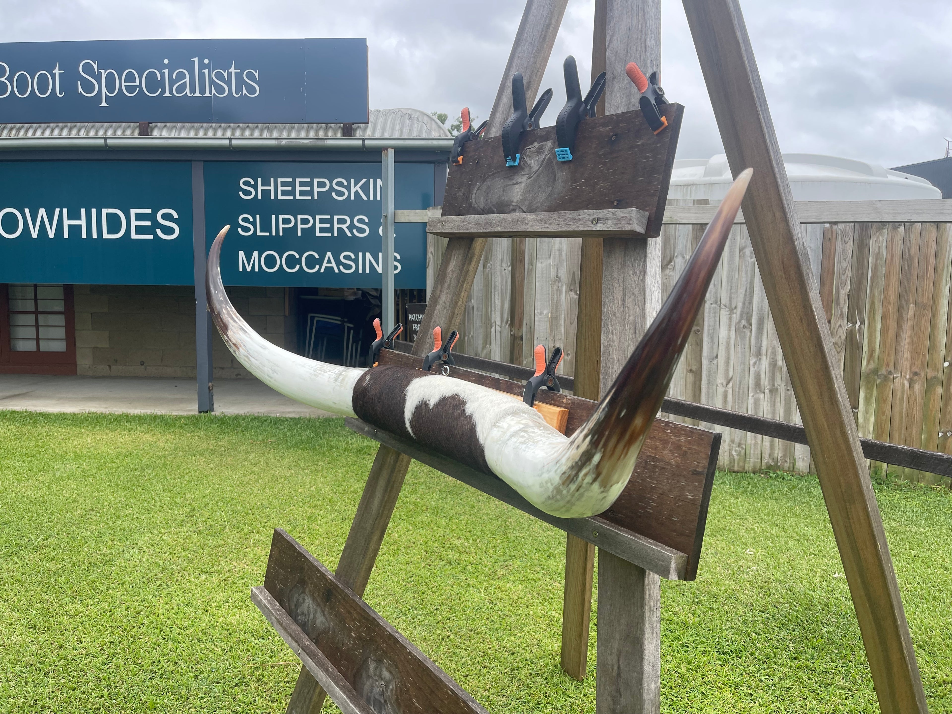 Mounted Cow Horns 09 (delivery extra on request)