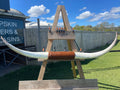 Mounted Cow Horns 25 (delivery extra on request)