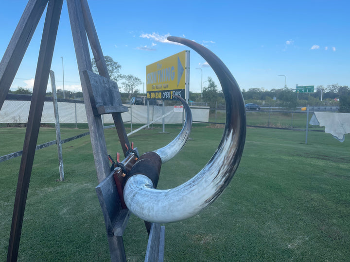 Mounted Cow Horns 36 (delivery extra on request)