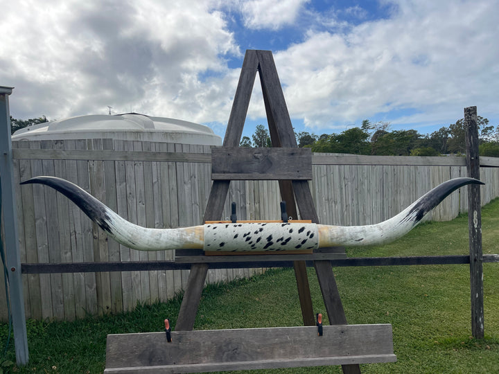 Mounted Cow Horns 08 (delivery extra on request)