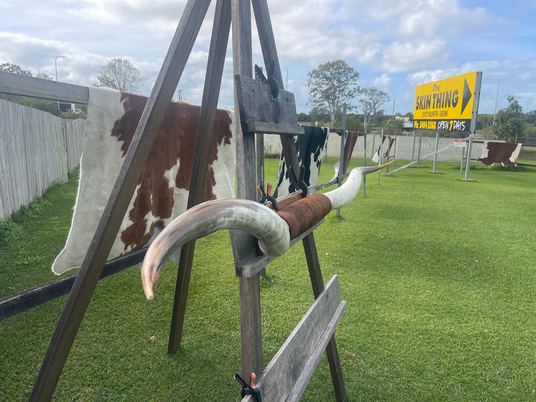 Mounted Cow Horns 02 (delivery extra on request)