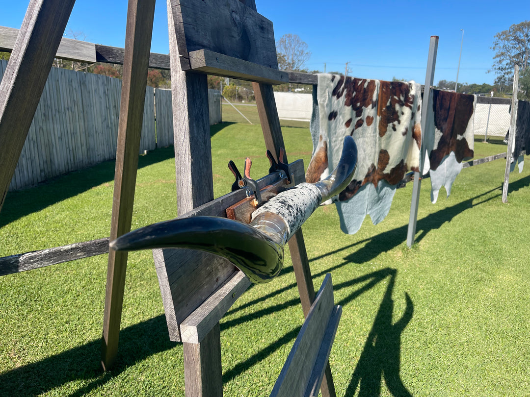 Mounted Cow Horns 22 (delivery extra on request)