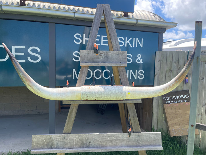Mounted Cow Horns 37 (delivery extra on request)