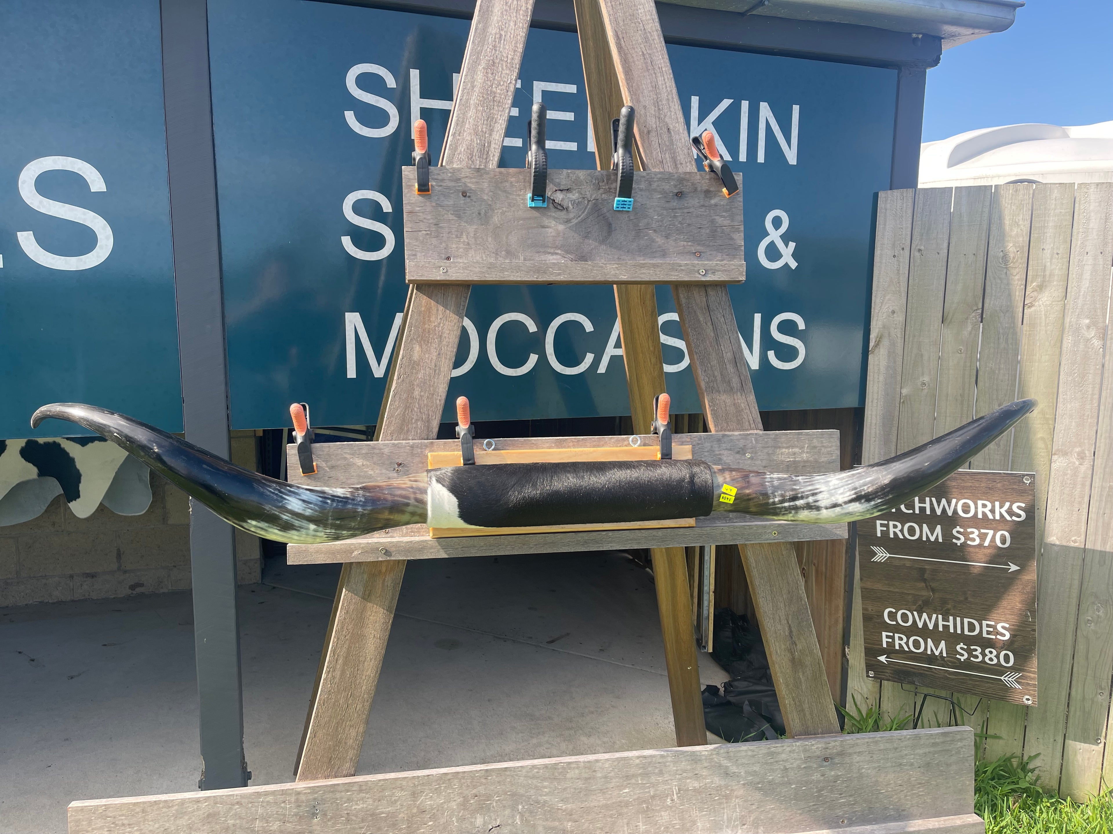 Mounted Cow Horns 47 (delivery extra on request)