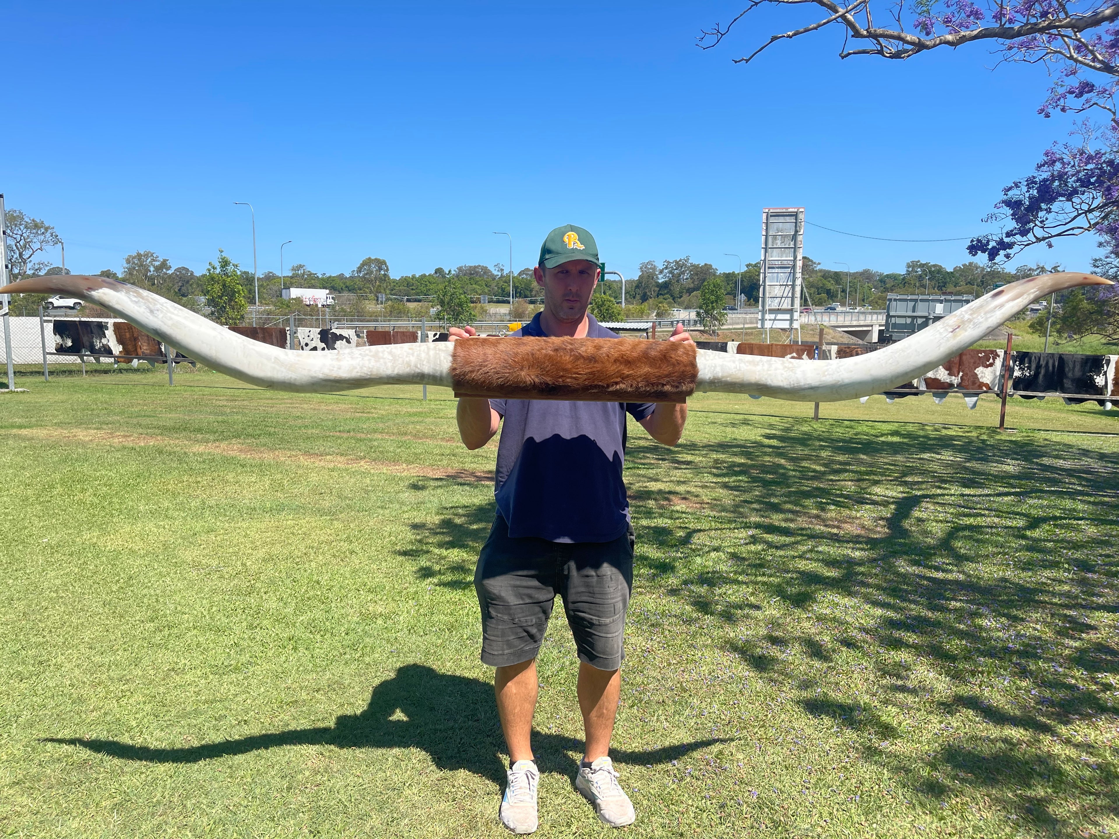 Mounted Cow Horns 10 (delivery extra on request)