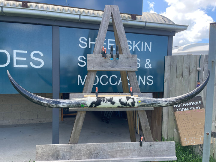 Mounted Cow Horns 33 (delivery extra on request)