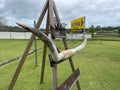 Mounted Cow Horns 55 (this set free delivery,comes dismantled )