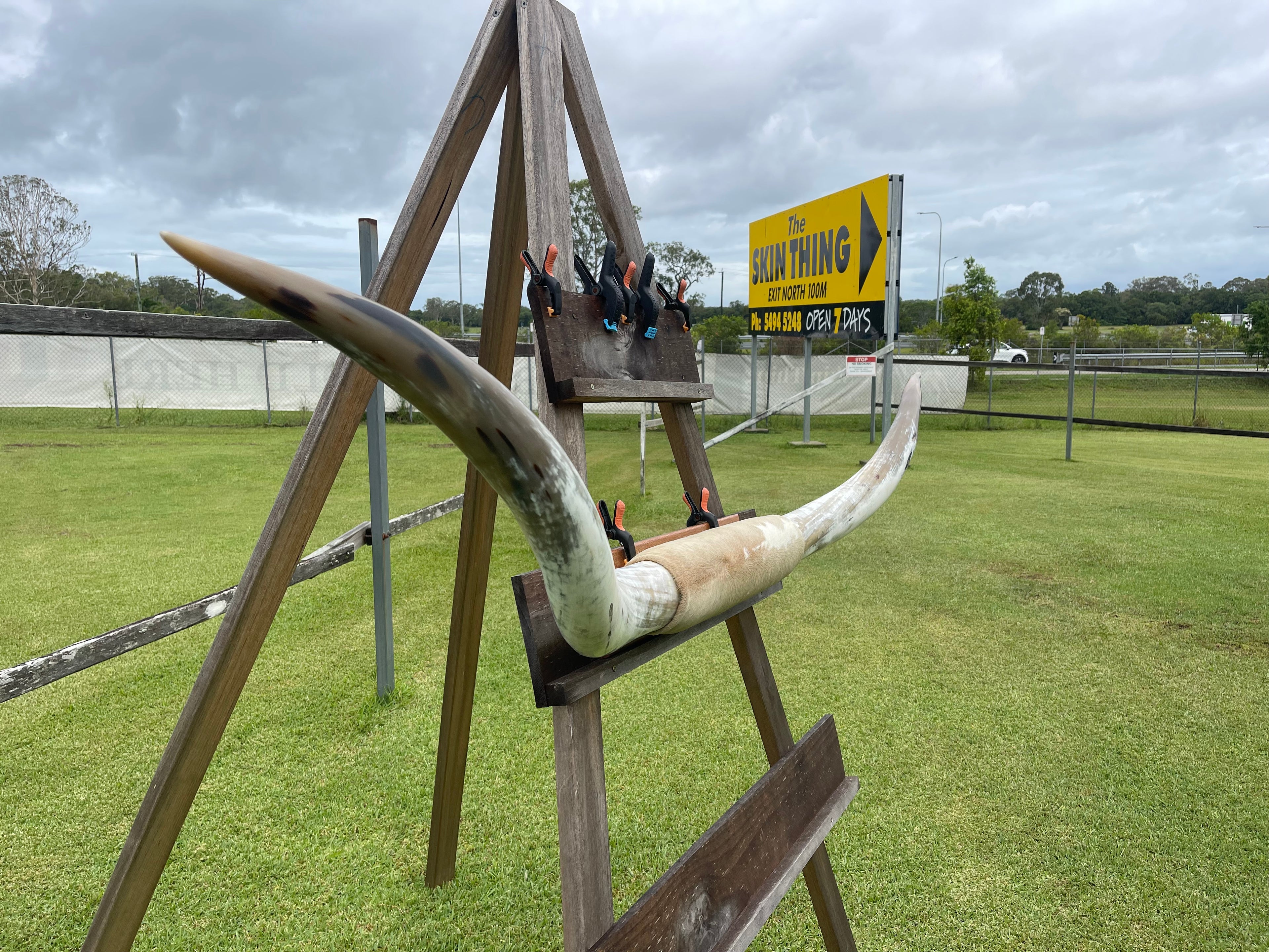 Mounted Cow Horns 55 (this set free delivery,comes dismantled )