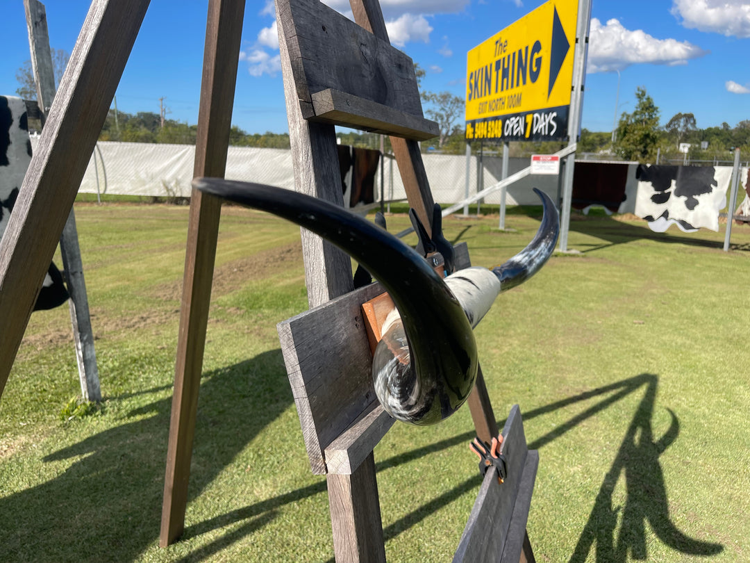 Mounted Cow Horns 06 (delivery extra on request)