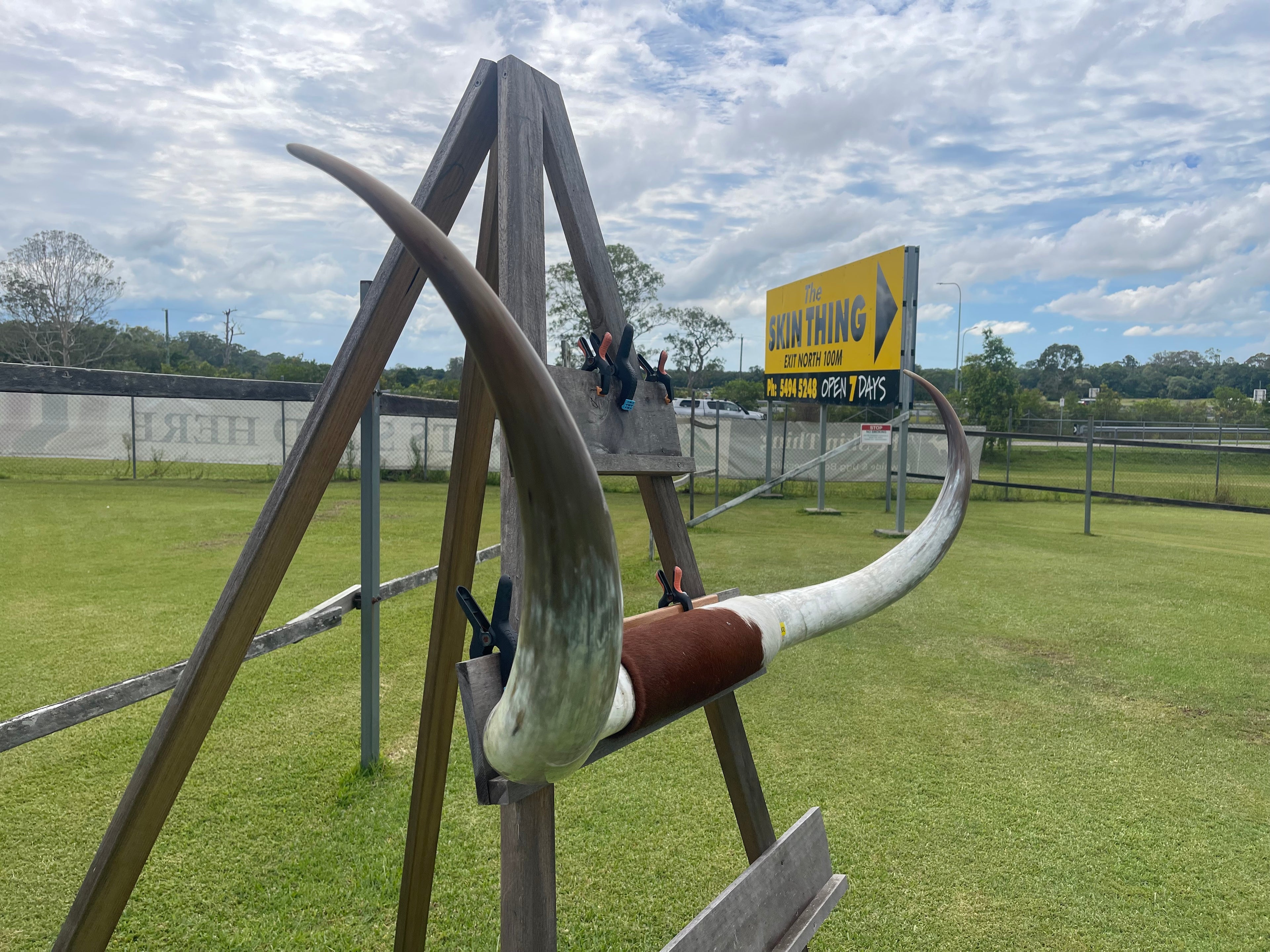 Mounted Cow Horns 08 (delivery extra on request)