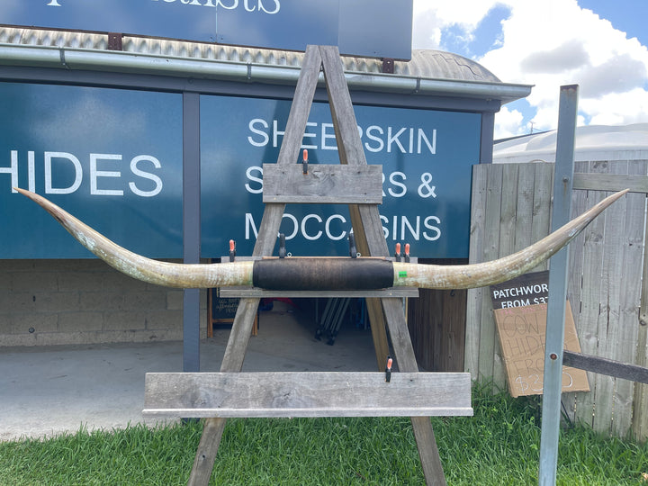 Mounted Cow Horns 43 (delivery extra on request)