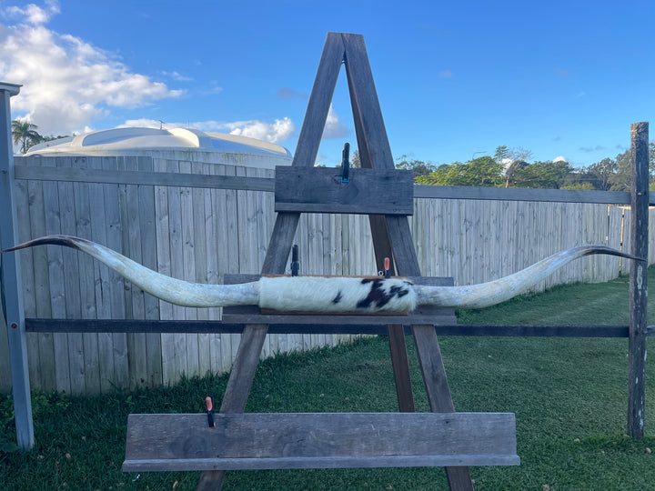 Mounted Cow Horns 44 (Extra for delivery on request)
