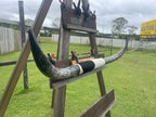Mounted Cow Horns 18 ( delivery extra on request )