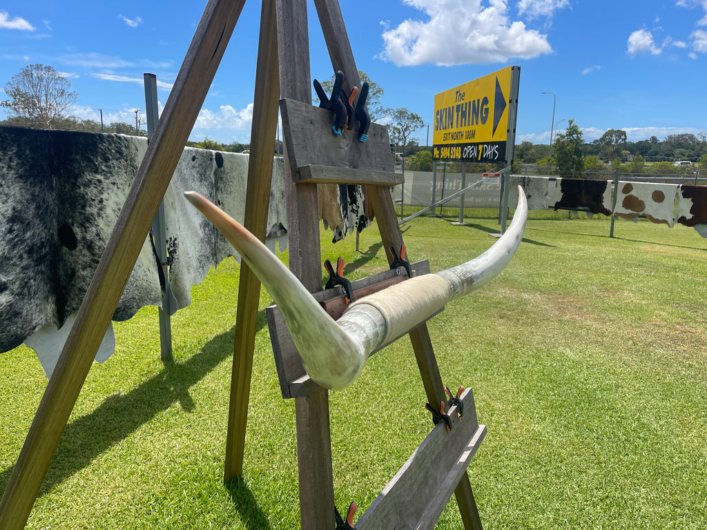 Mounted Cow Horns 04 (delivery extra on request)