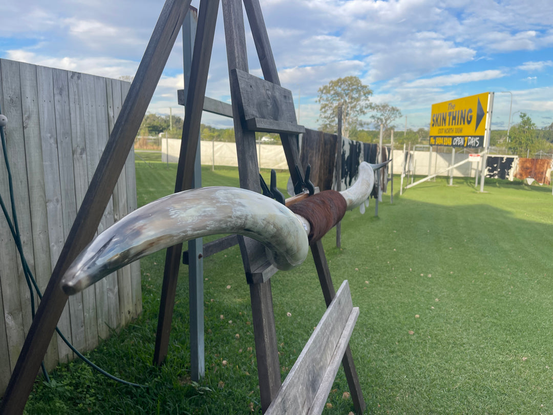 Mounted Cow Horns 08 (delivery extra on request)