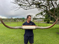 Mounted Cow Horns 17 (delivery extra on request)