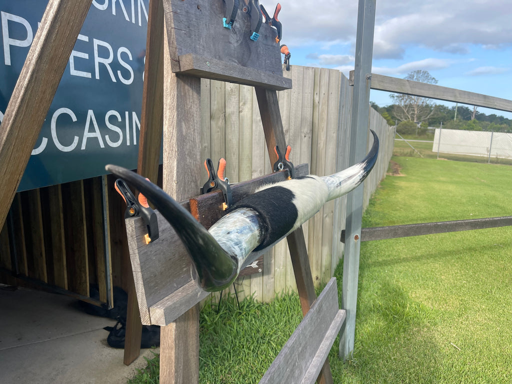 Mounted Cow Horns 08 (delivery extra on request)