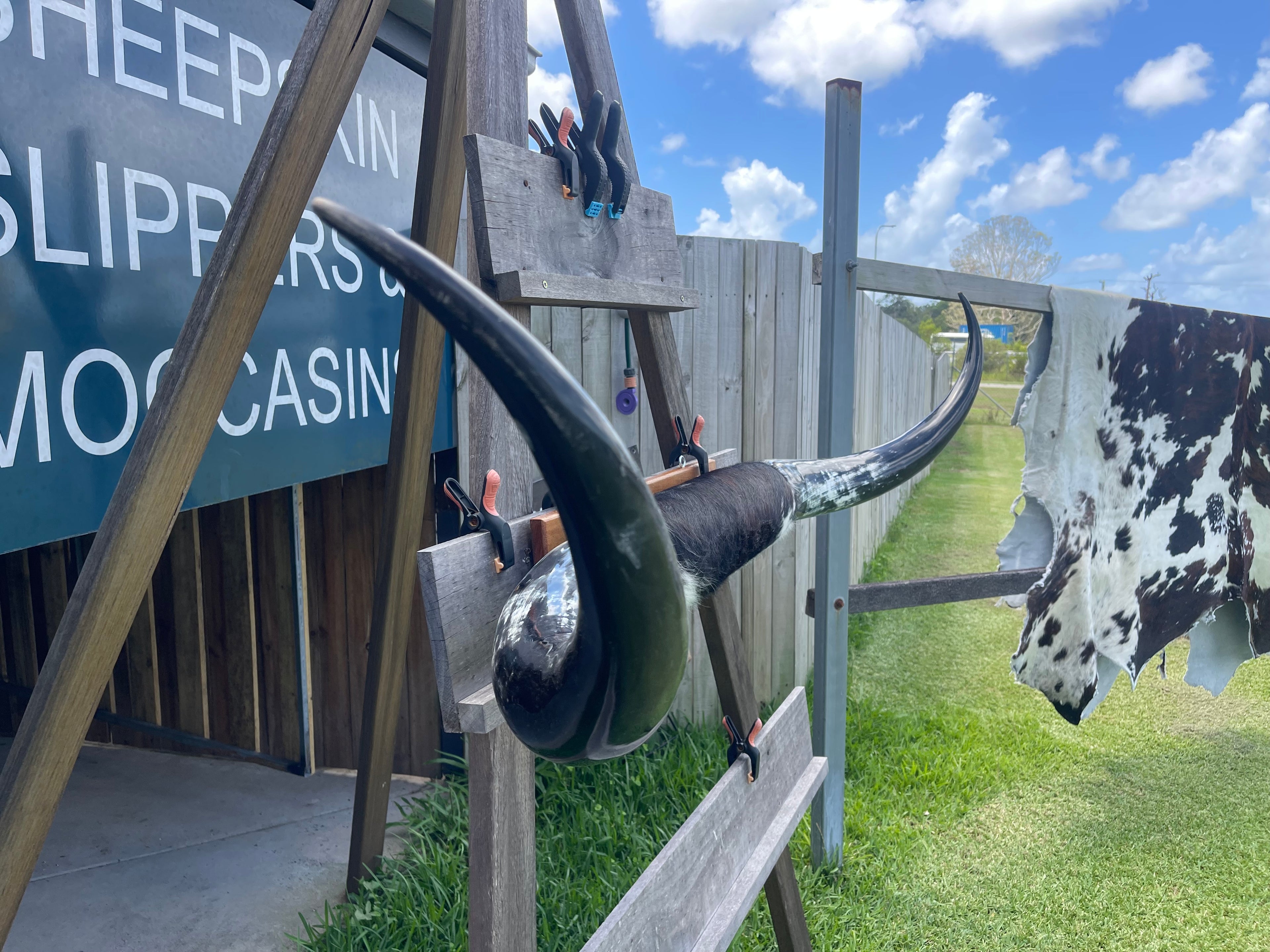 Mounted Cow Horns 45 (delivery extra on request)