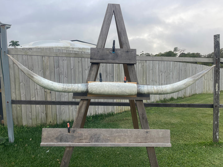 Mounted Cow Horns 11 (delivery extra on request)