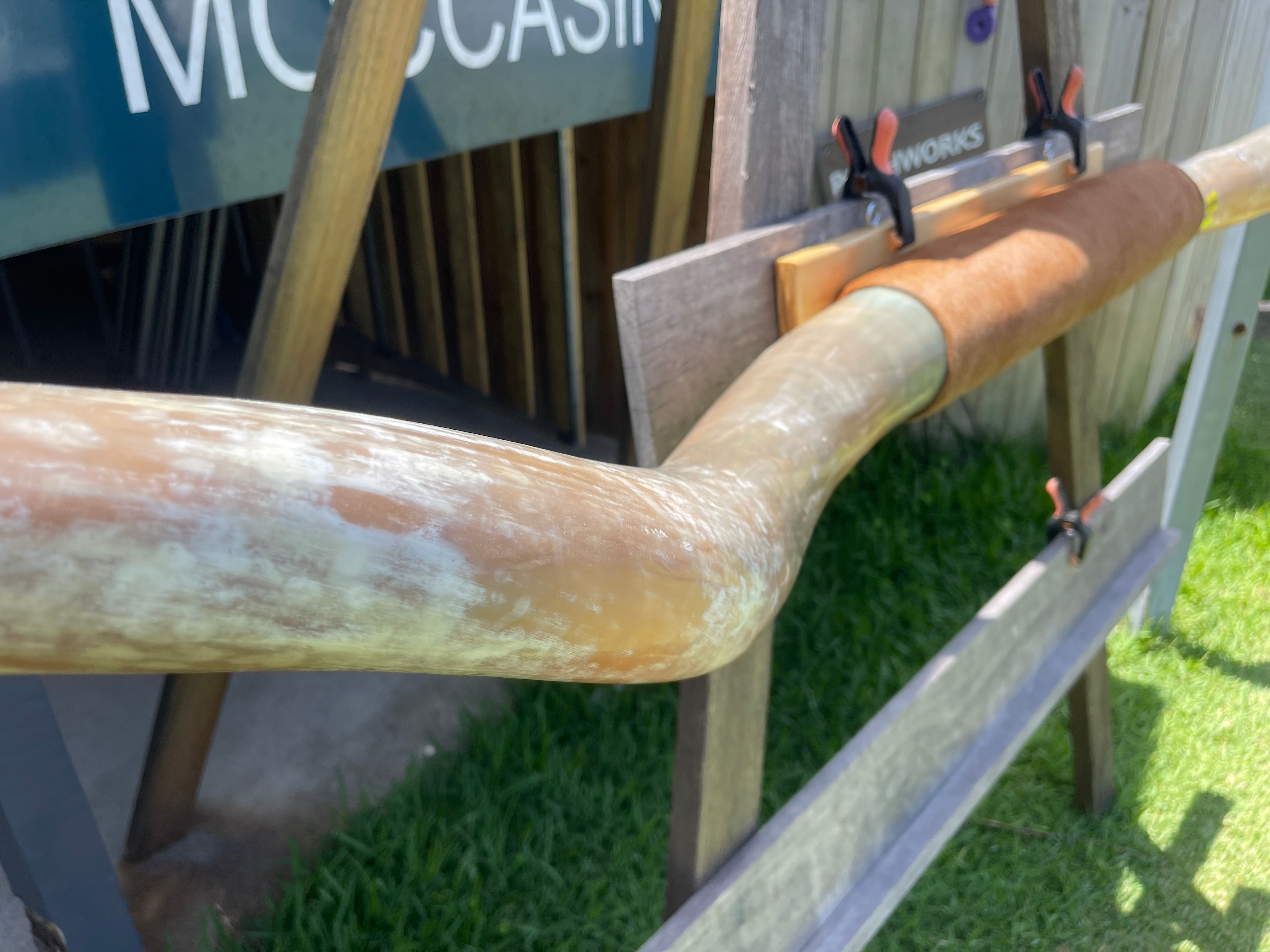 Mounted Cow Horns 35 (delivery extra on request)