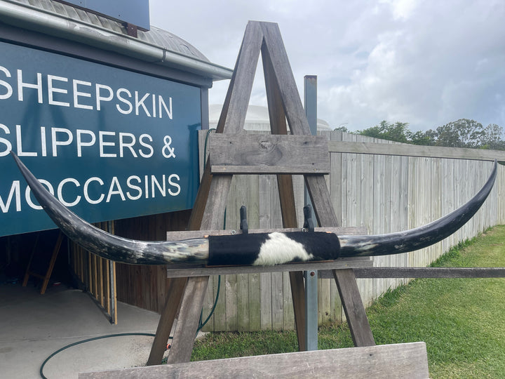 Mounted Cow Horns 48 (delivery extra on request)