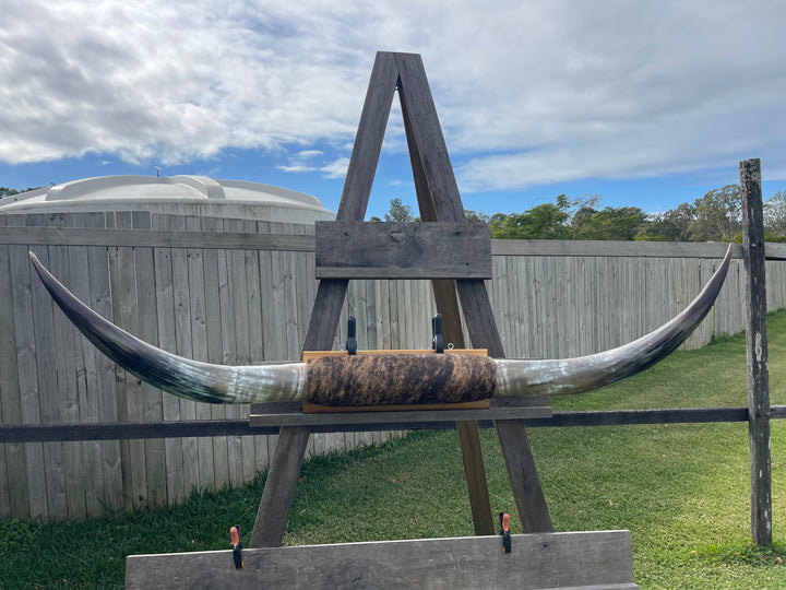Mounted Cow Horns 49 (delivery extra on request)