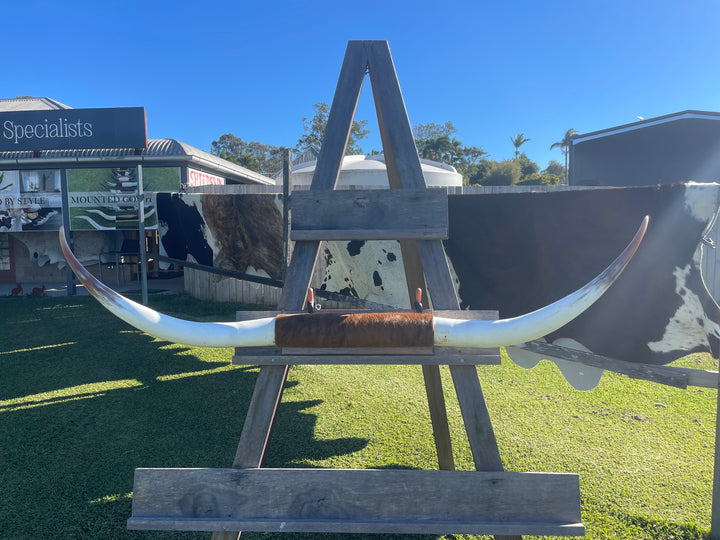 Mounted Cow Horns 06 (delivery extra on request)