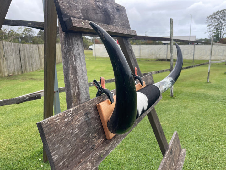 Mounted Cow Horns 06 (delivery extra on request)