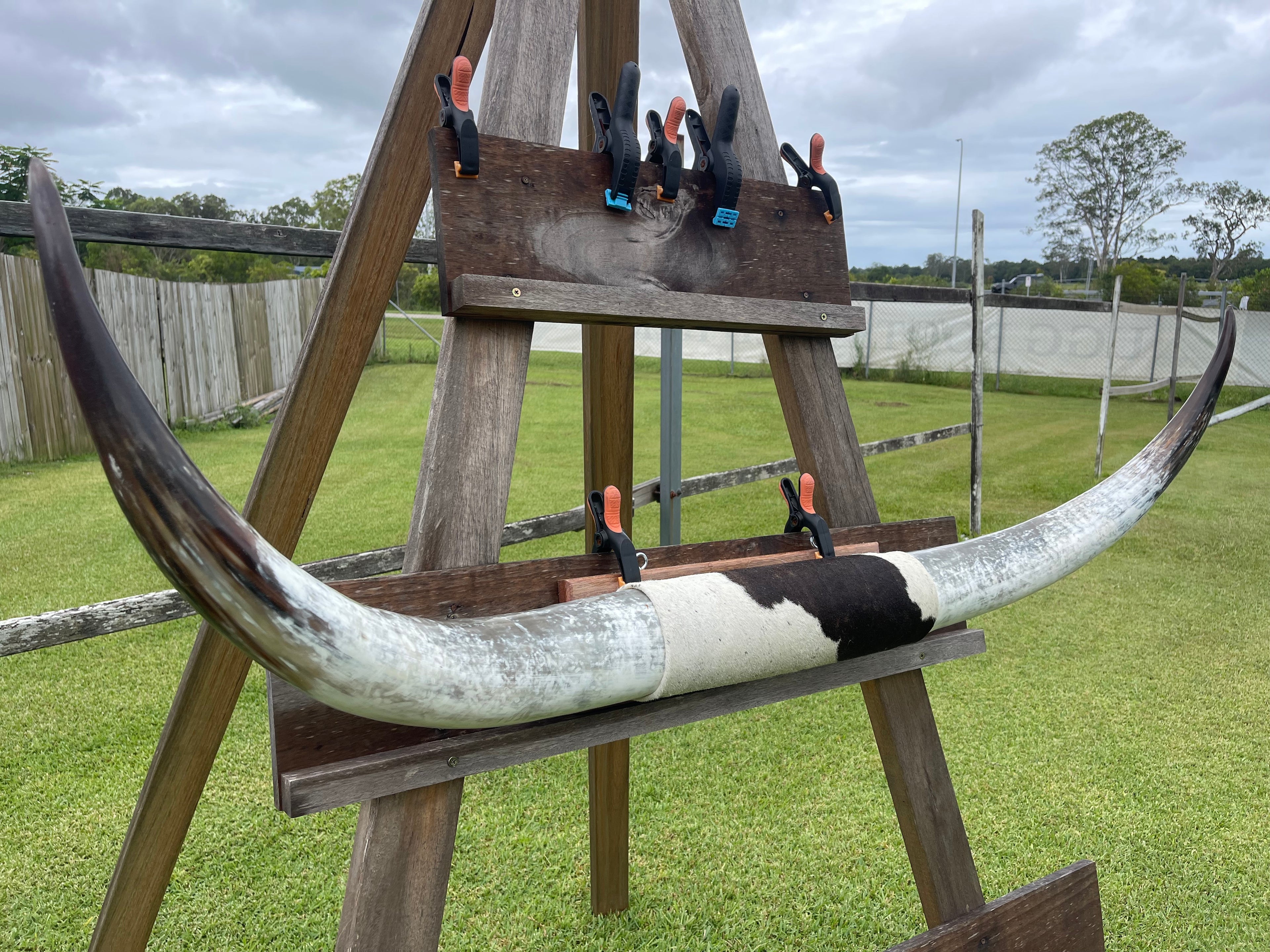 Mounted Cow Horns 18 ( delivery extra on request )