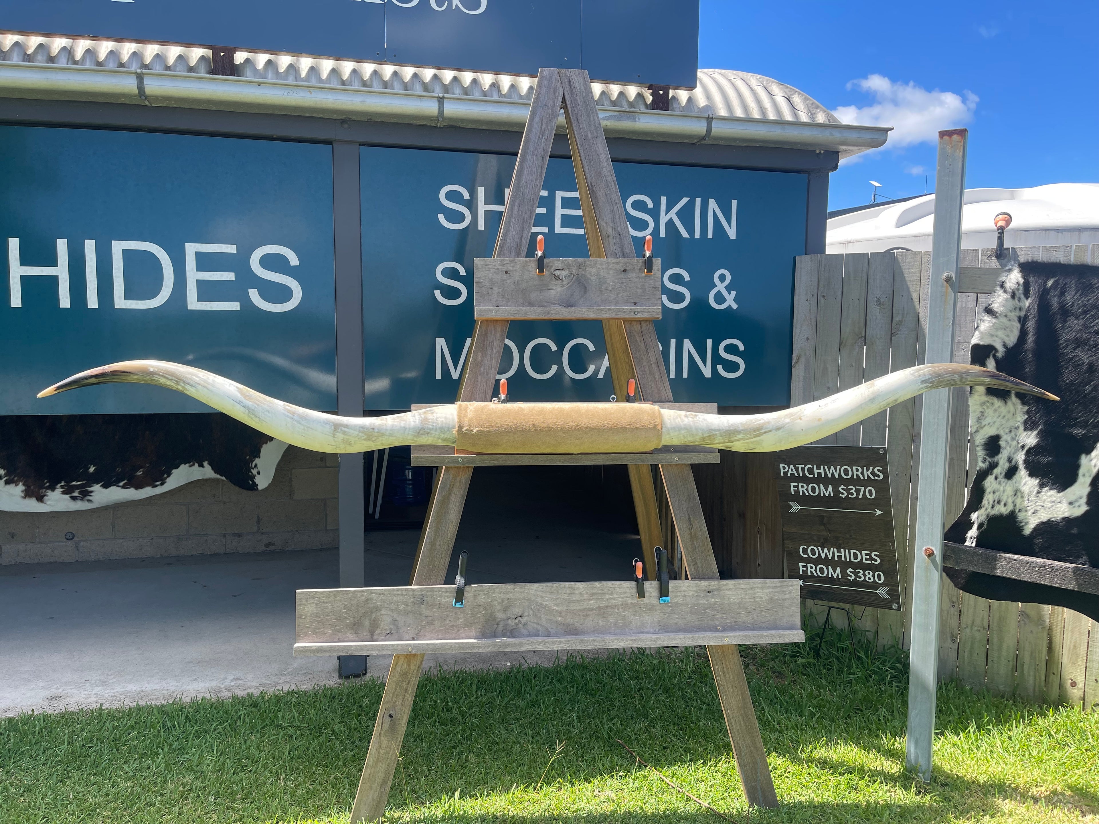 Mounted Cow Horns 07 (delivery extra on request) huge set