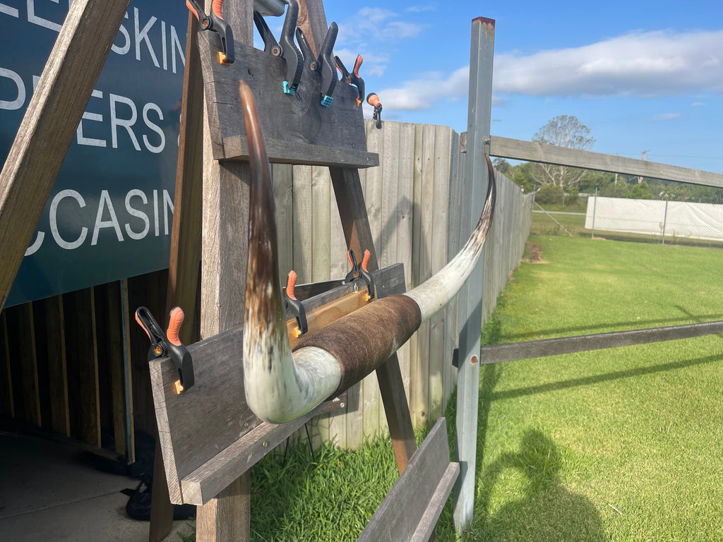 Mounted Cow Horns 03 (delivery extra on request