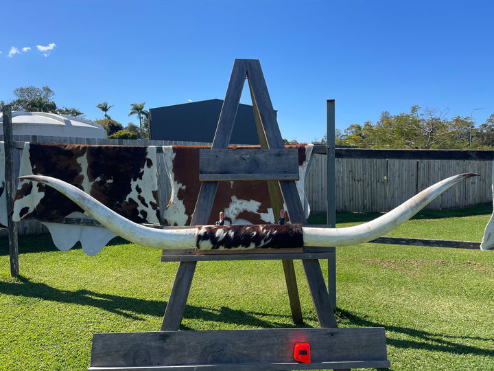 Mounted Cow Horns 33 (delivery extra on request)