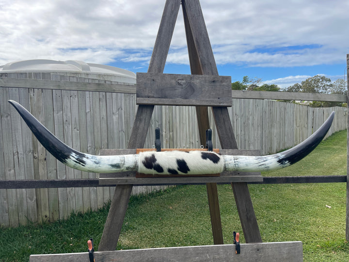 Mounted Cow Horns 02 (delivery extra on request)