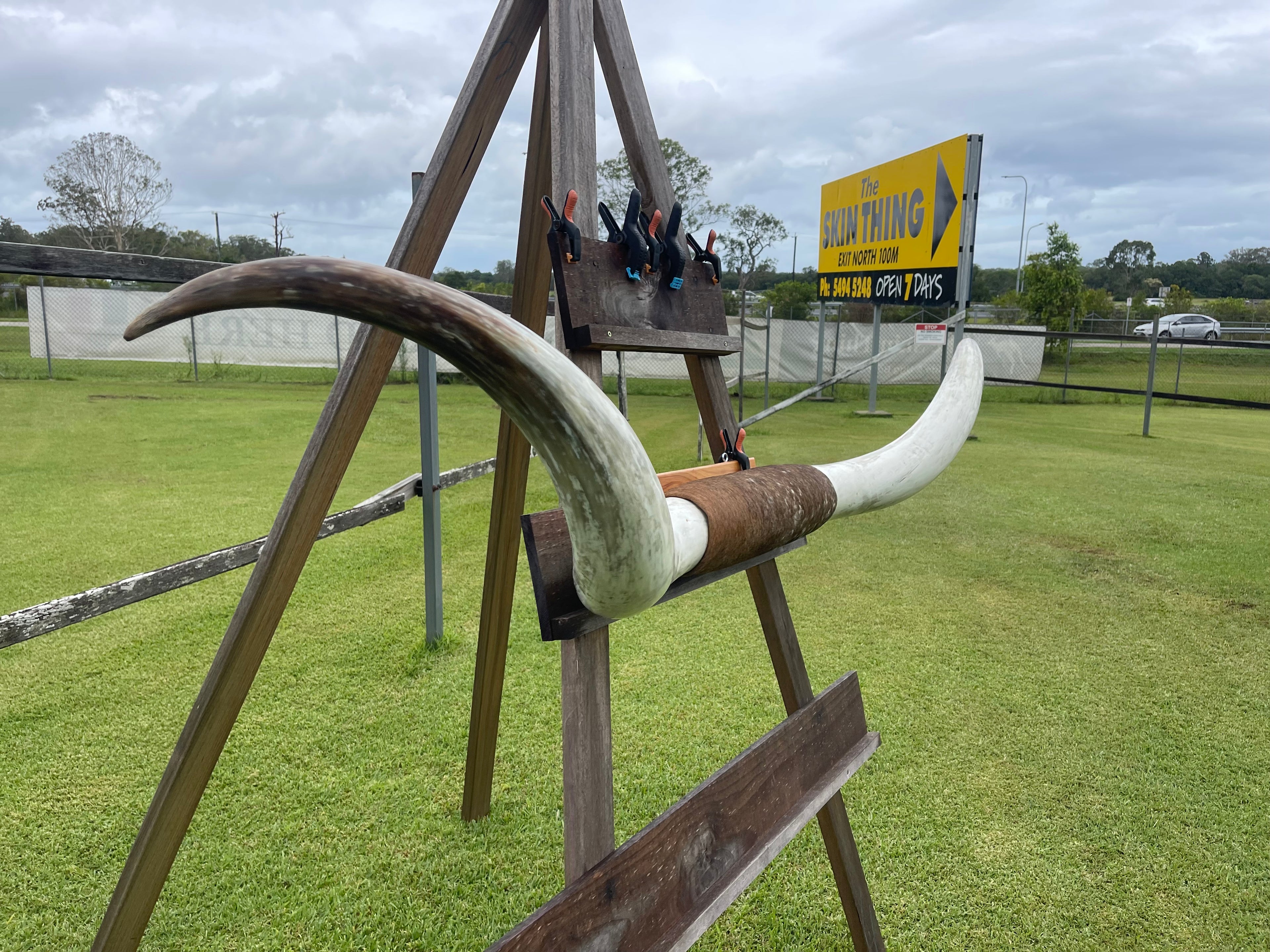 Mounted Cow Horns 11 (delivery extra on request)