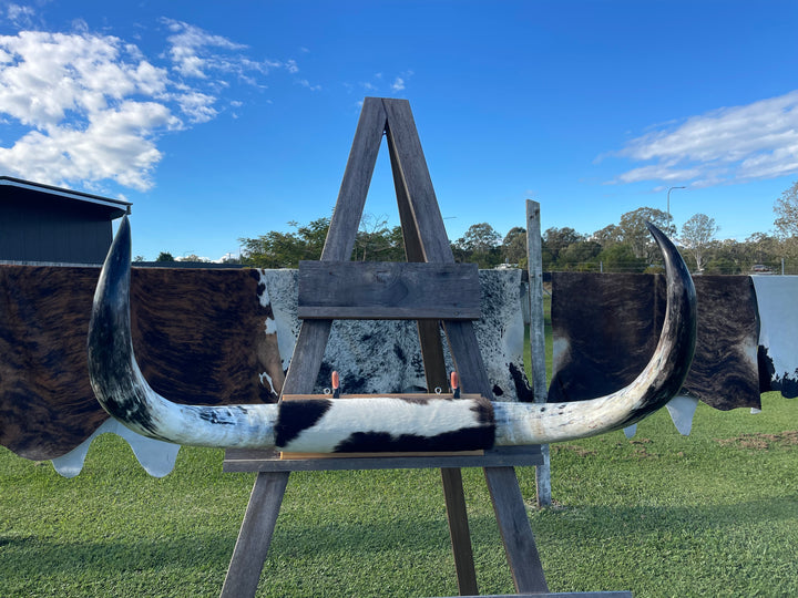 Mounted Cow Horns 01 (delivery extra on request)