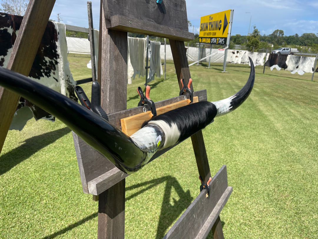 Mounted Cow Horns 13 (delivery extra on request)