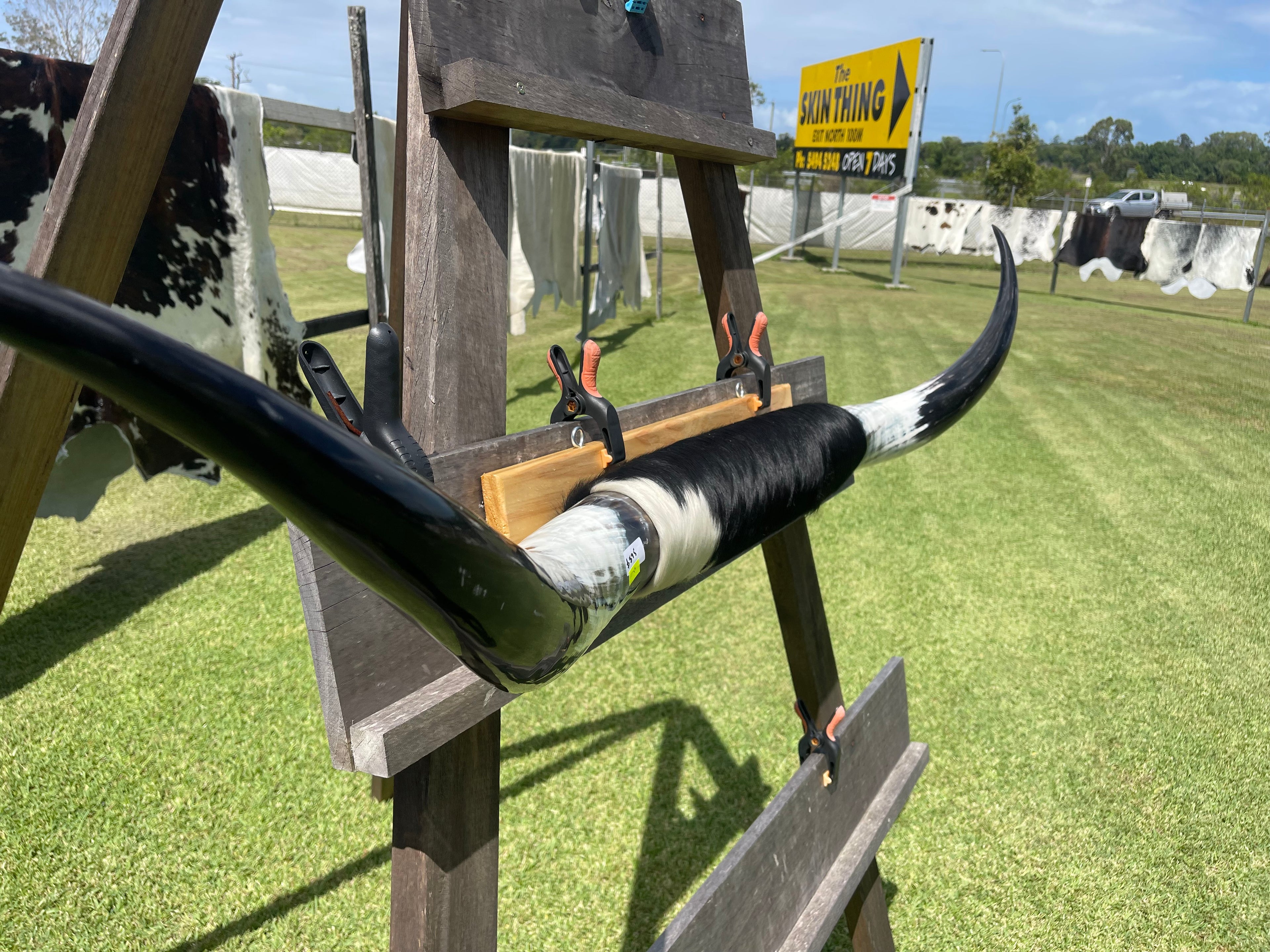 Mounted Cow Horns 13 (delivery extra on request)