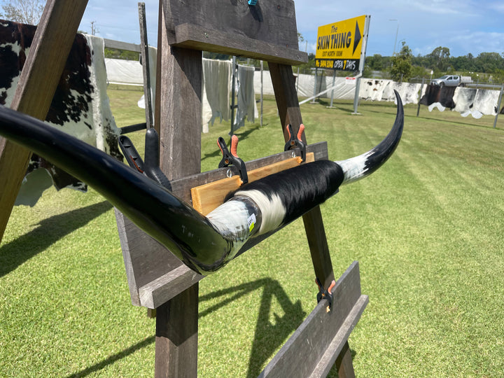 Mounted Cow Horns 13 (delivery extra on request)