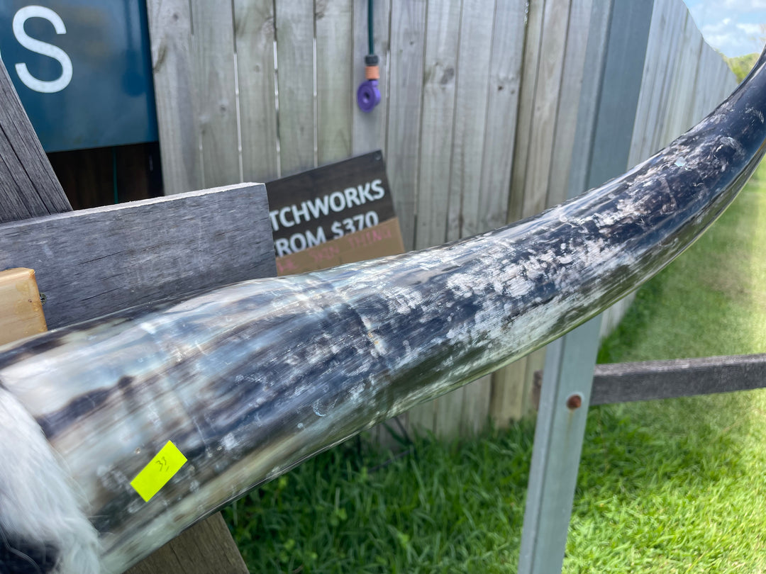 Mounted Cow Horns 33 (delivery extra on request)