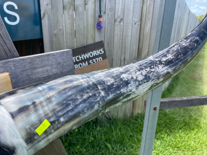 Mounted Cow Horns 33 (delivery extra on request)