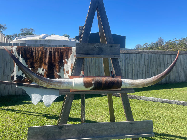 Mounted Cow Horns 02 (delivery extra on request)