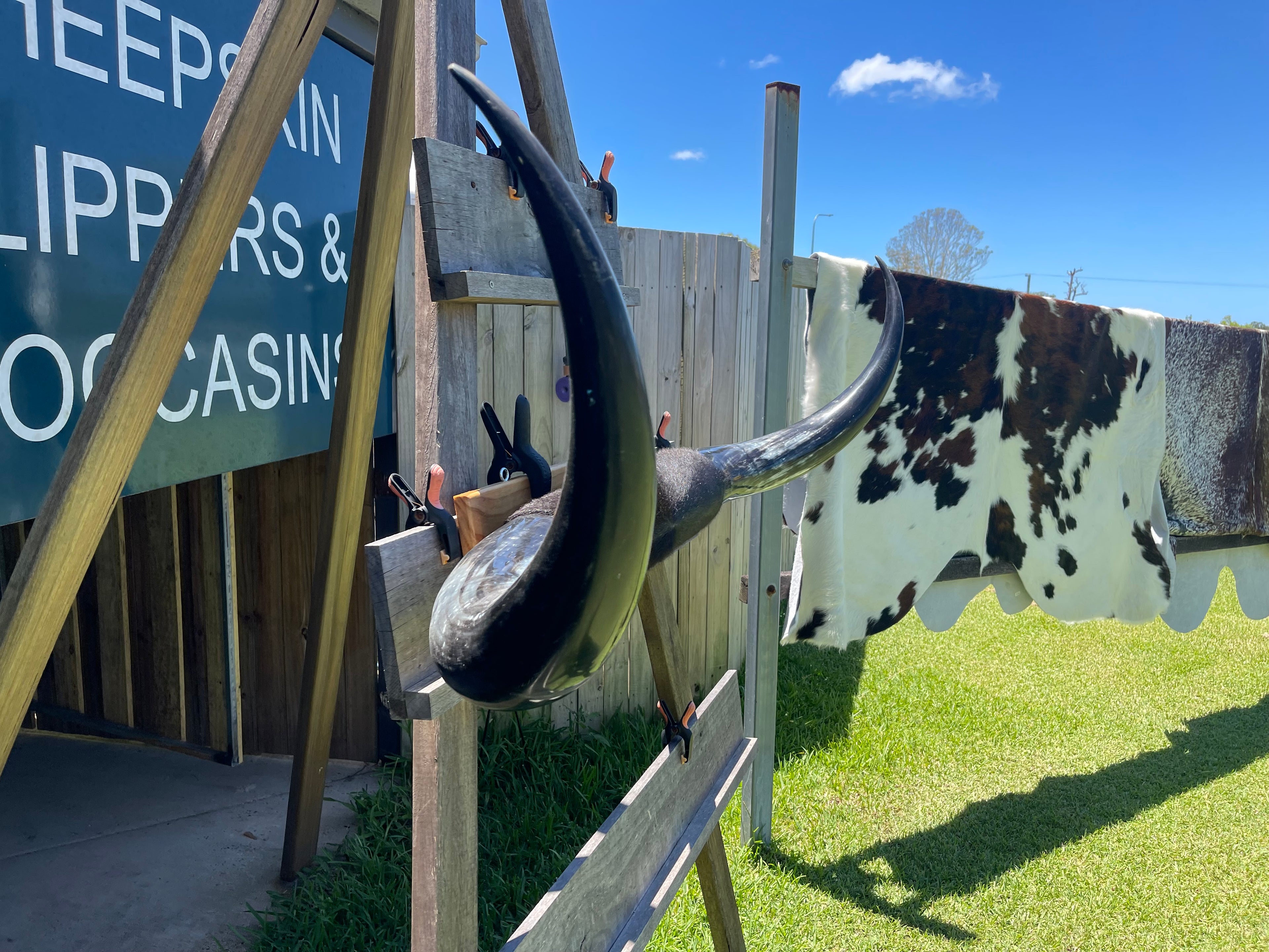 Mounted Cow Horns 11 (delivery extra on request)