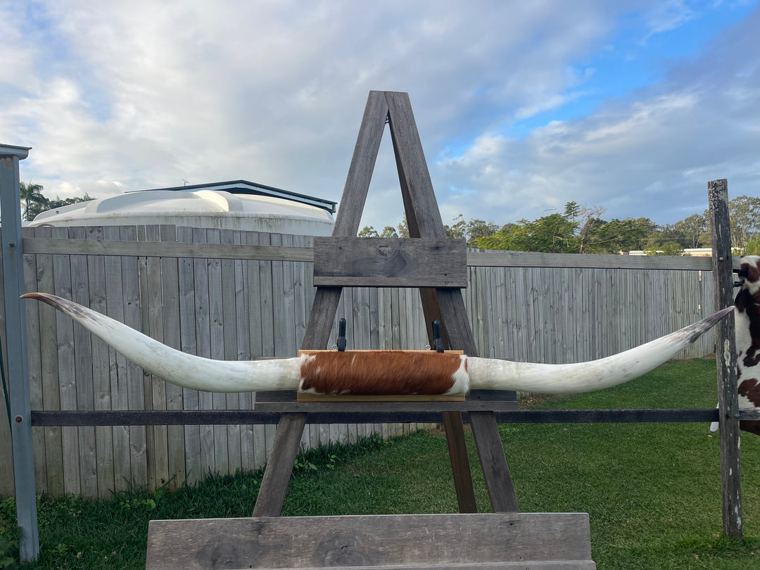 Mounted Cow Horns 50 (this set free delivery, can be dismantled )