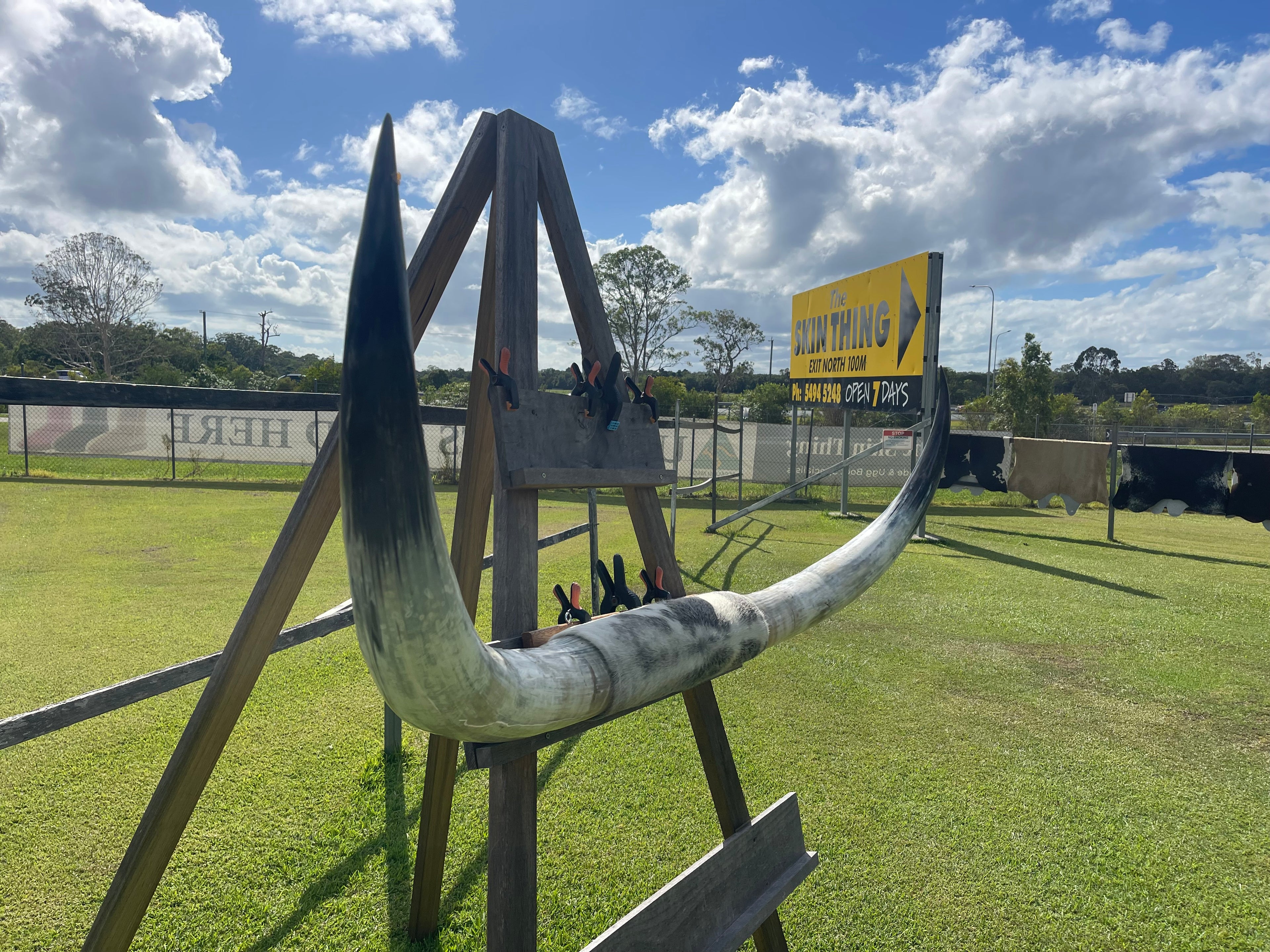 Mounted Cow Horns 38 (delivery extra on request)