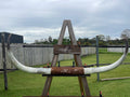 Mounted Cow Horns 20 (delivery extra on request)
