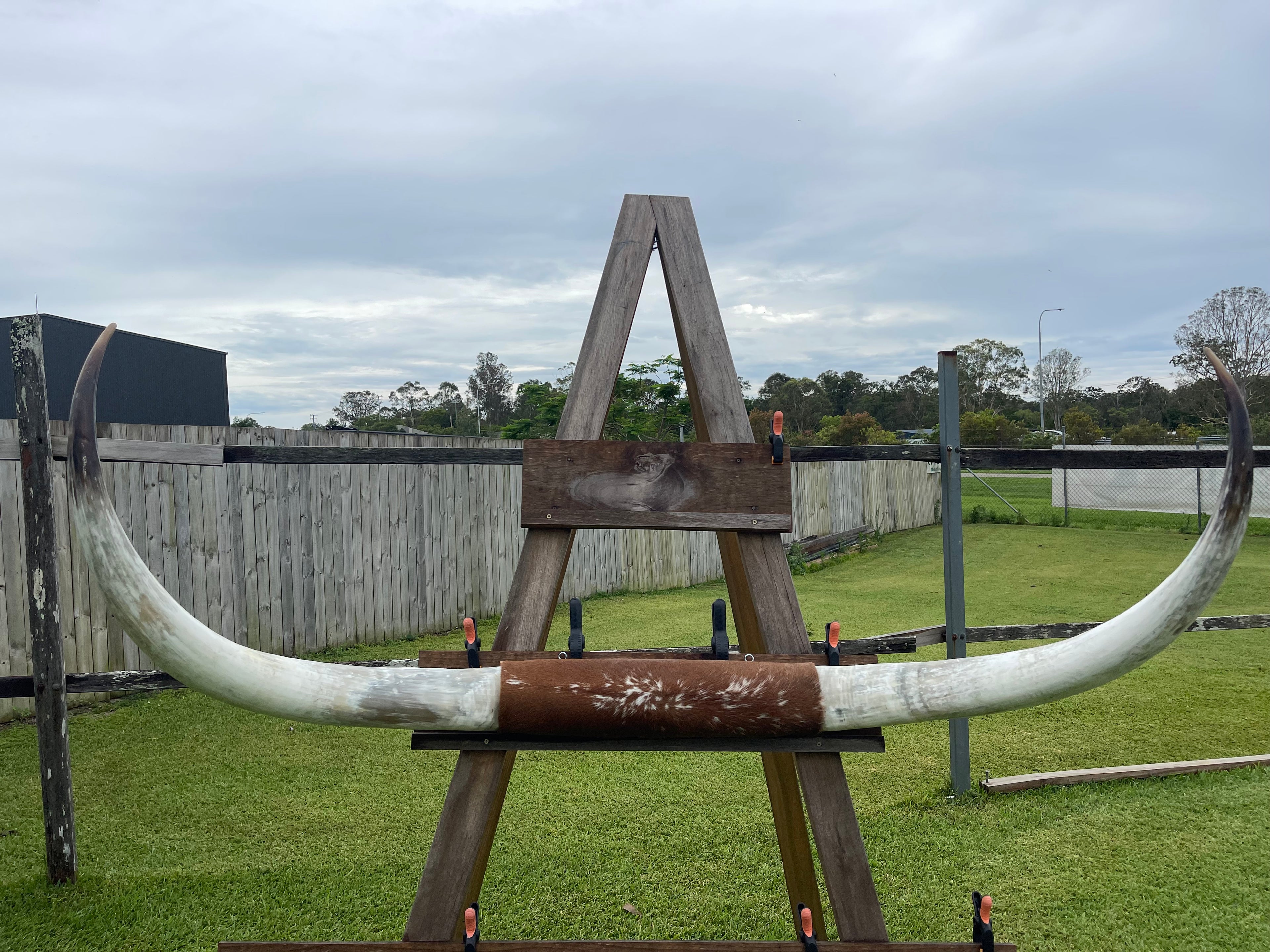 Mounted Cow Horns 20 (delivery extra on request)