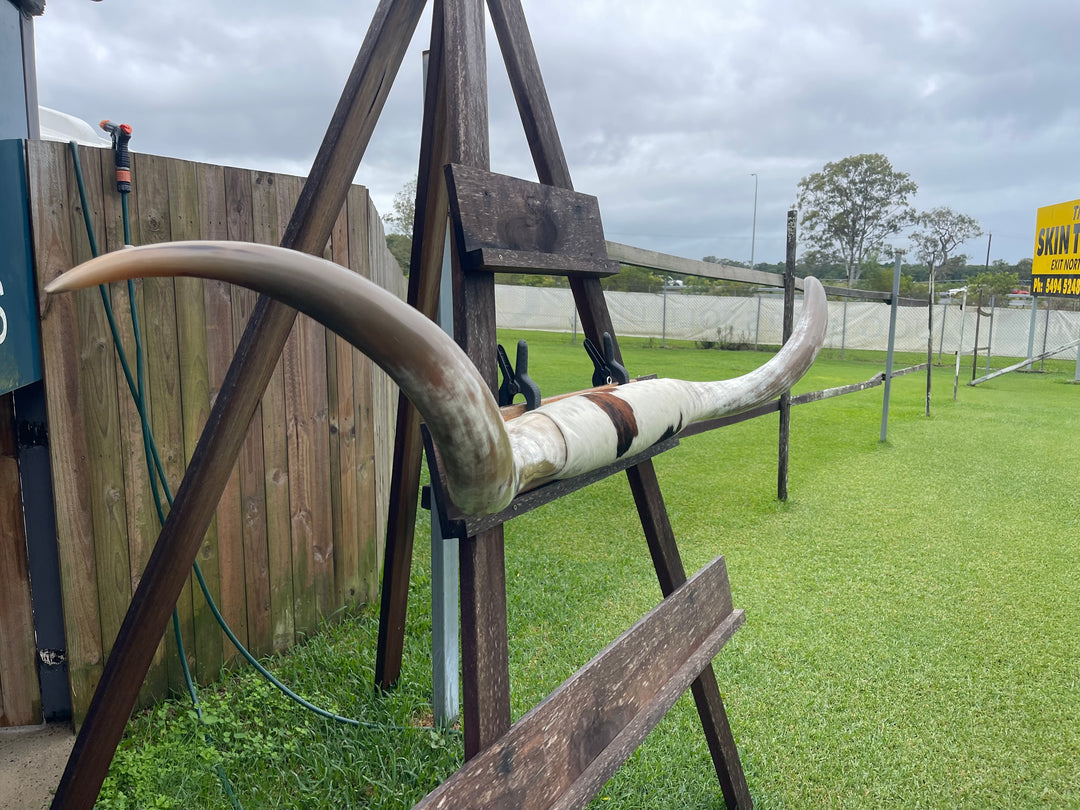 Mounted Cow Horns 46 (delivery extra on request)