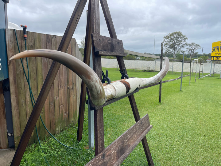 Mounted Cow Horns 46 (delivery extra on request)