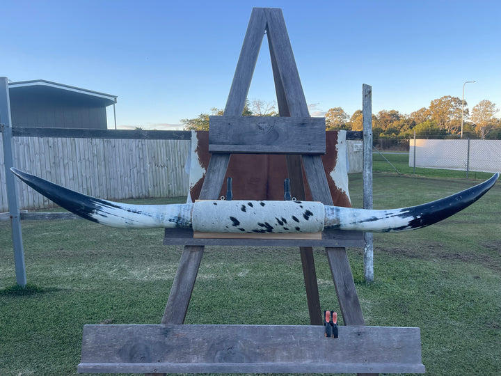 Mounted Cow Horns 22 (delivery extra on request)